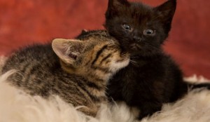 Asheville Photographer - Photos of Pets