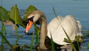 Wildlife - Asheville Photographers